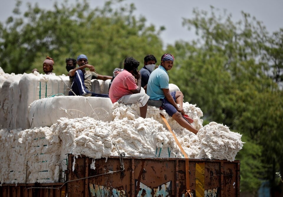 Country damage survey of cotton